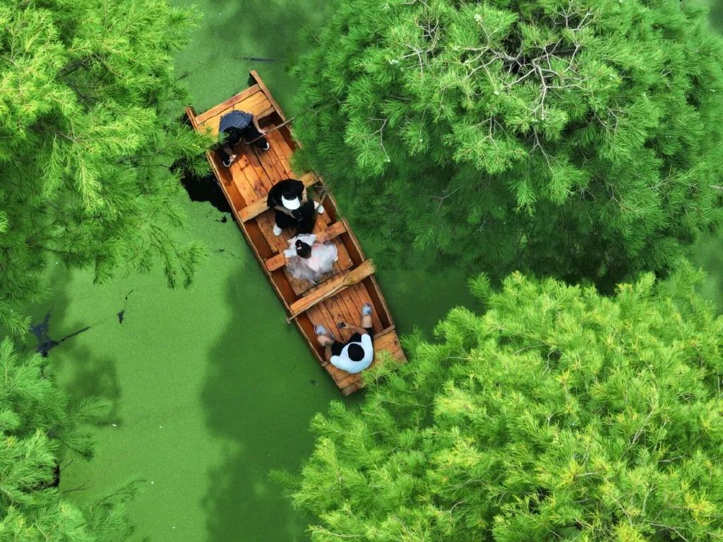 游客在江苏省扬州市江都区渌洋湖湿地公园的水上森林乘船游览。新华社发（孟德龙摄）