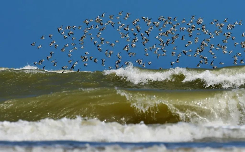 群鸟在闽江河口湿地海面上翱翔。新华社记者 魏培全 摄