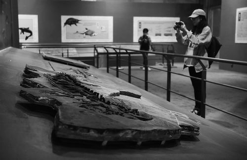 50件鱼龙化石标本在京展出