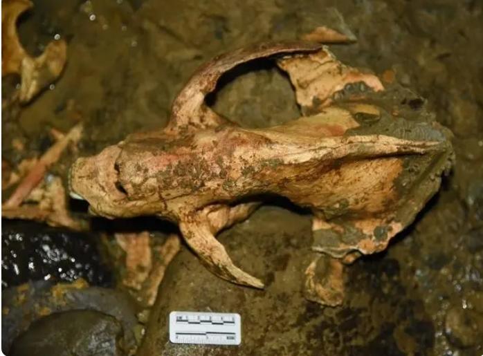 贵州绥阳双河洞发现大熊猫个体化石40具 专家：数百年前这里也有大熊猫