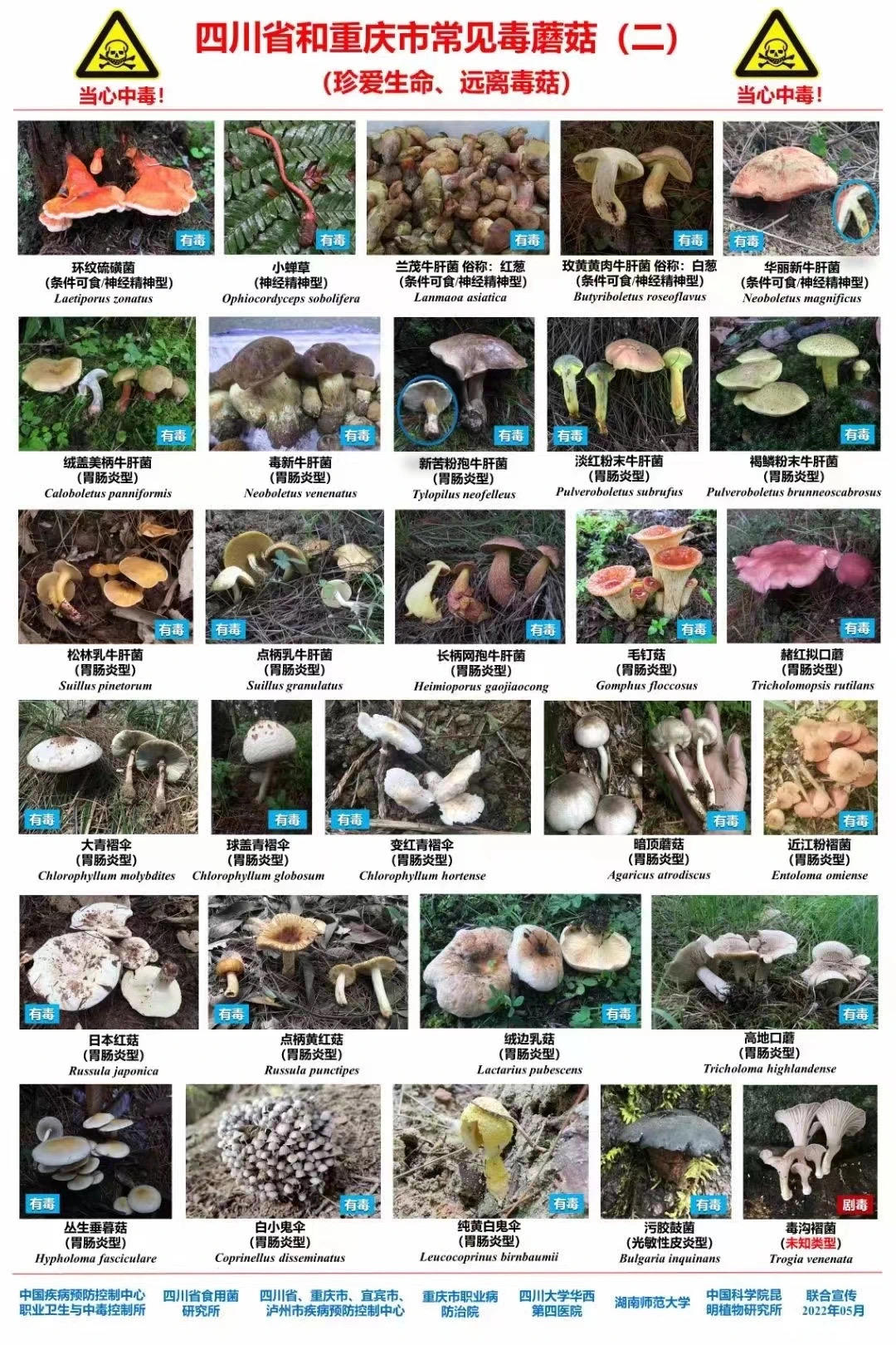 ▲四川省和重庆市常见毒蘑菇典型图谱 据健康西南