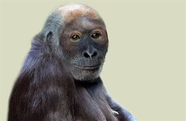 千万年前古猿面貌复原：它可能是人类最早祖先之一