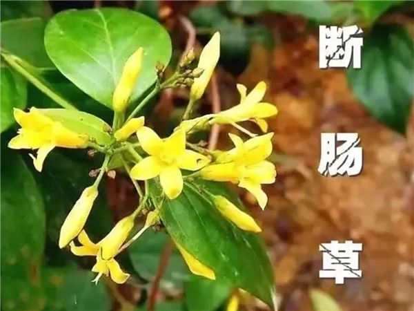 广州5人误食断肠草中毒 和金银花相像：易被误采、误食