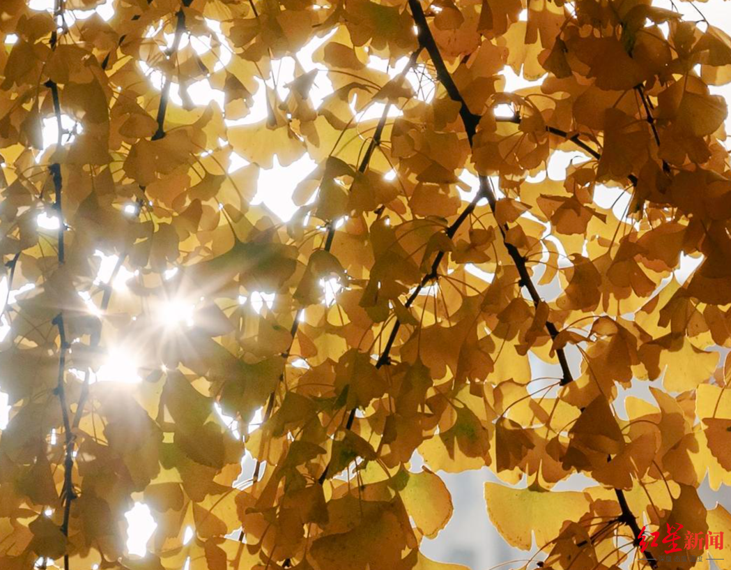 ▲成都深秋的银杏树叶，在阳光的照耀下，显得格外艳丽 资料图 （摄影 陶轲）