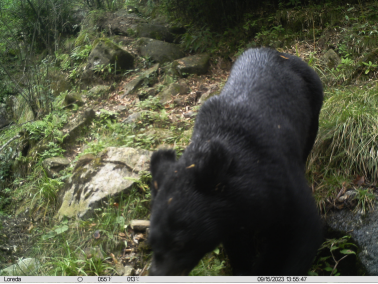 ▲红外相机拍摄到的亚洲黑熊