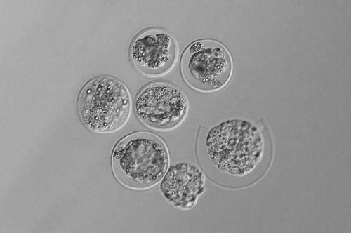 小鼠胚胎首次在太空中生长
