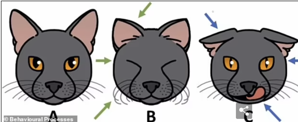 ▲示意图。左为猫一般情绪下的表情，中为友好表情，右为不友好表情。