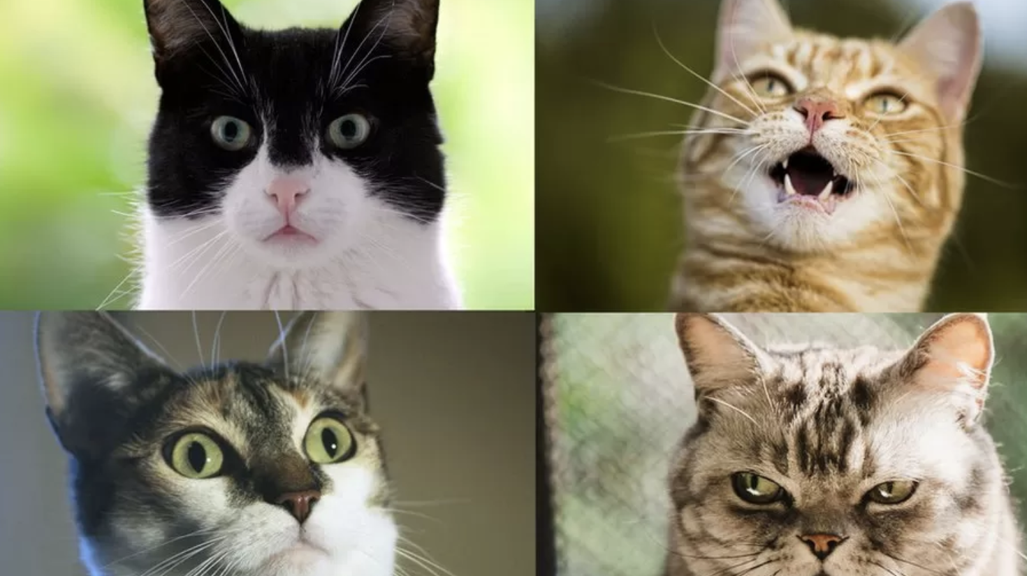 ▲研究发现，家养猫之间互动时会产生276种不同的面部表情。