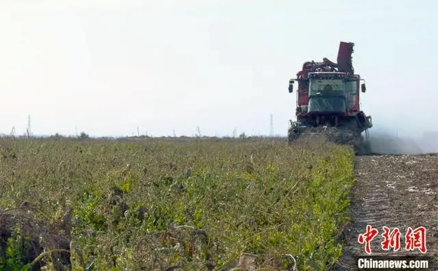 图为新疆大型机械在伽师县农田采收甜菜。伽师县融媒体中心供图