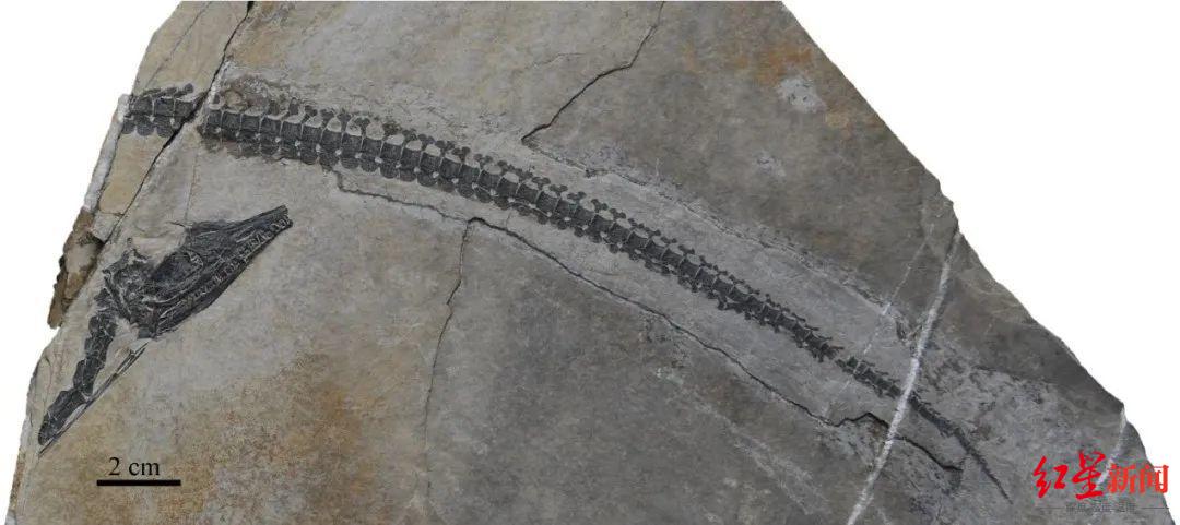 云南罗平惊现海生爬行动物新物种化石：“玲珑南蛇龙”