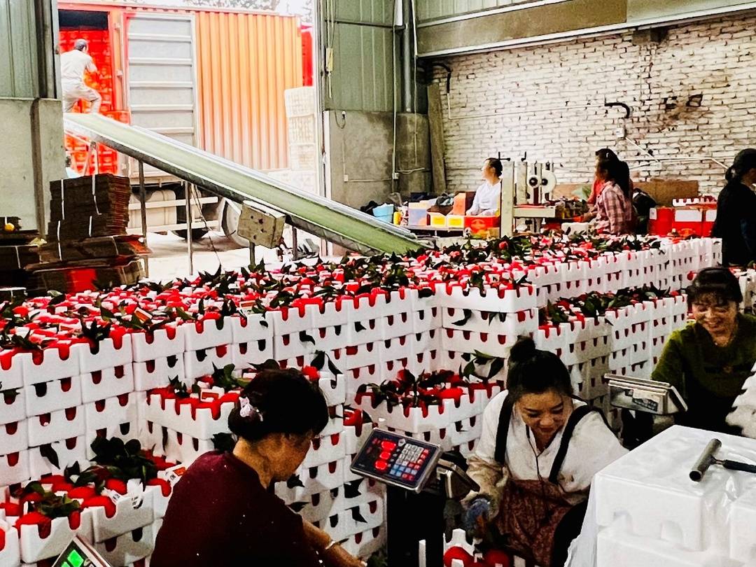 在杨宵的打包厂里，选果、打包、称重、发货等工序都在有条不紊地进行 张曼|摄