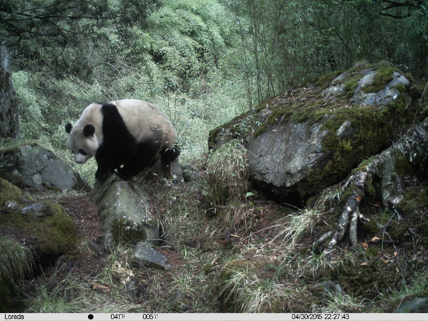 通过红外相机，在关坝沟内拍摄到的大熊猫