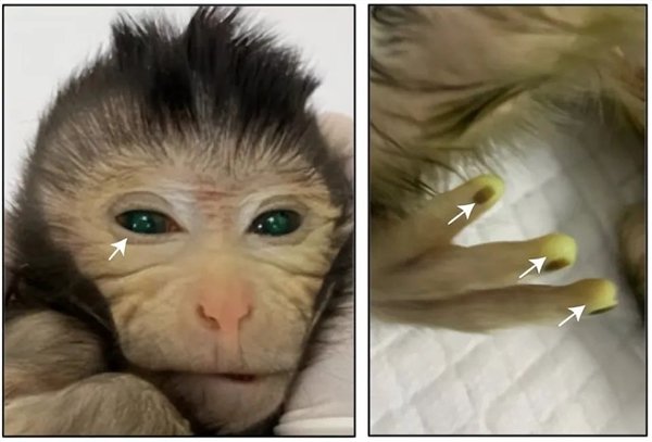 2只融为1只！第一个嵌合猴在中国诞生