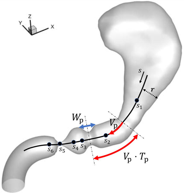 科学家通过模型实现胃蠕动的模拟图源：文献[3]