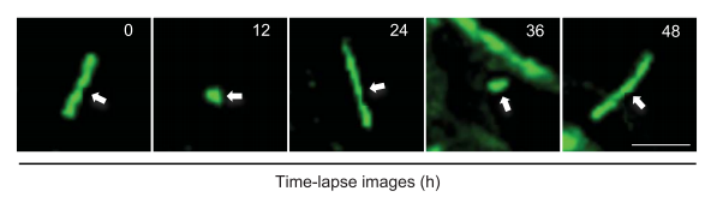 Figure 4. 48小时内，SCN神经元初级纤毛的代表性延时图像（Source: Science）