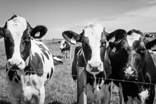 牛肉牛奶营养素有望对抗癌症