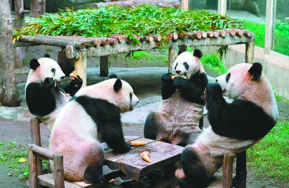 熊猫“四喜丸子”又围炉聚餐了