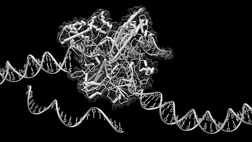 科学家发现罕见CRISPR系统