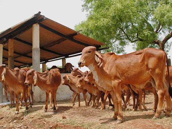 全球最大牛奶生产国为给奶牛增产，从巴西进口首批4万剂公牛精液