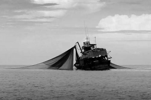 拖网捕捞是全球碳排放重要来源