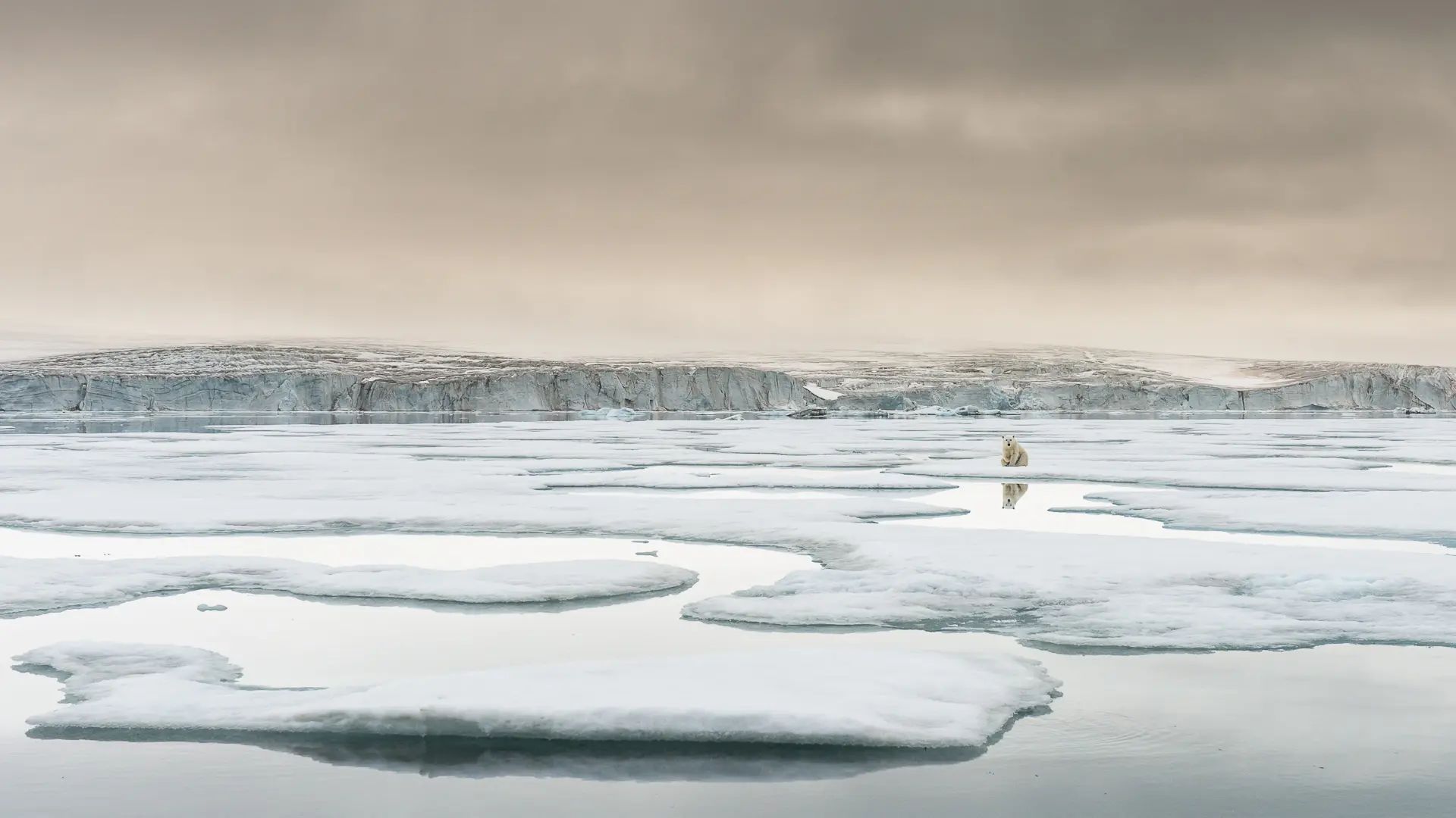 ▲北极熊在加剧消融的斯瓦尔巴群岛冰川附近（罗伊·曼格斯内斯 摄）