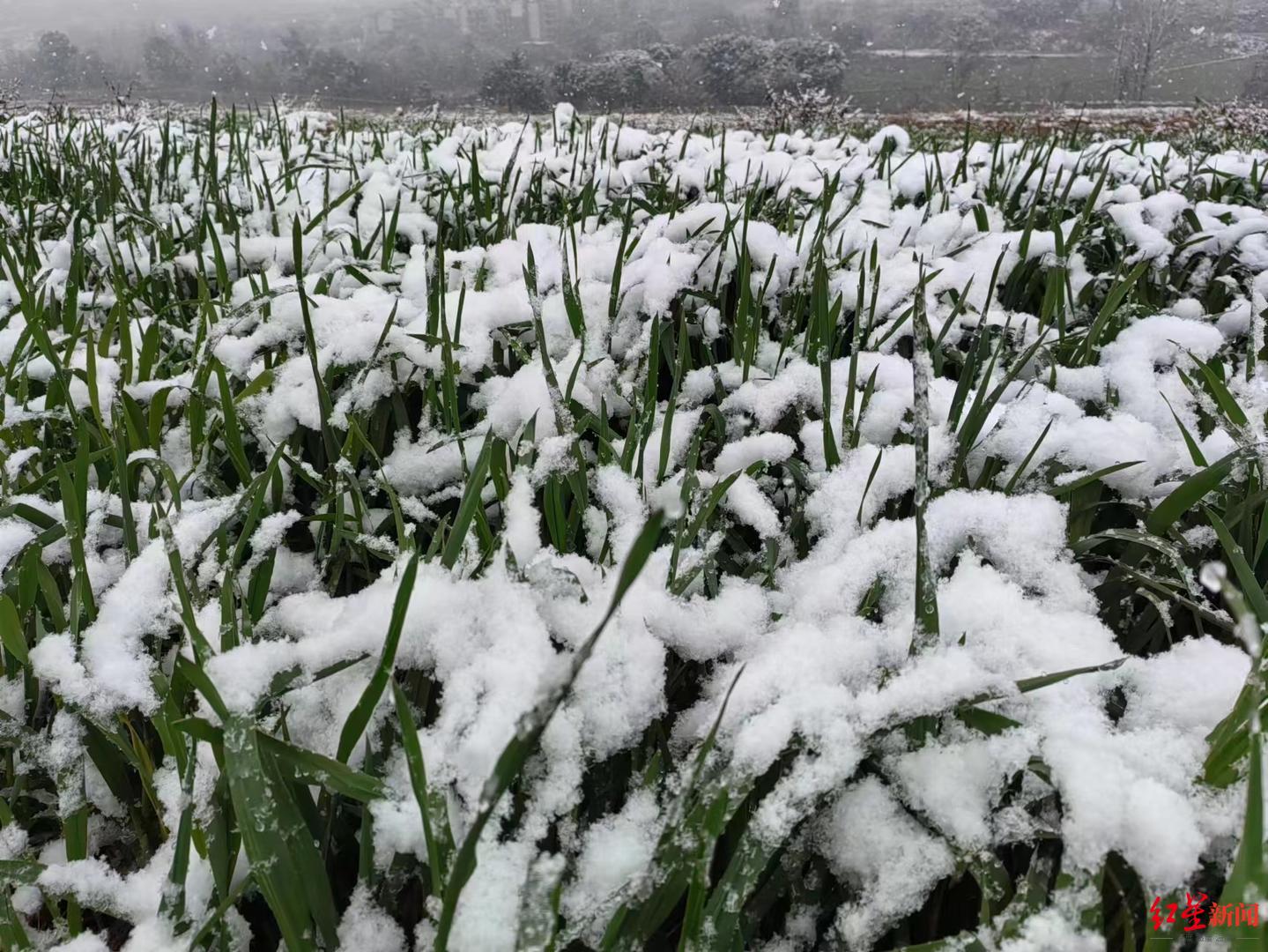瑞雪兆丰年，雨雪为成都环城生态区粮油作物送“甘露”