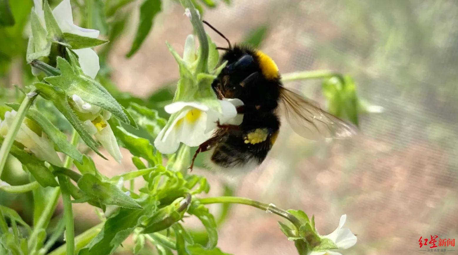 ▲一只大黄蜂正在吸食三色堇花粉