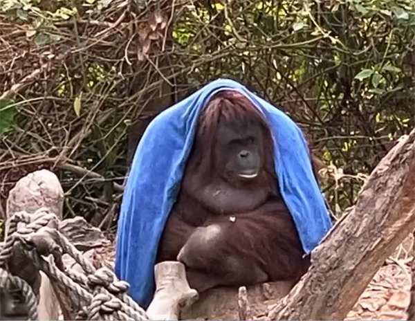 广州多地气温跌破0℃：动物园马来西亚猩猩冷到披上毯子