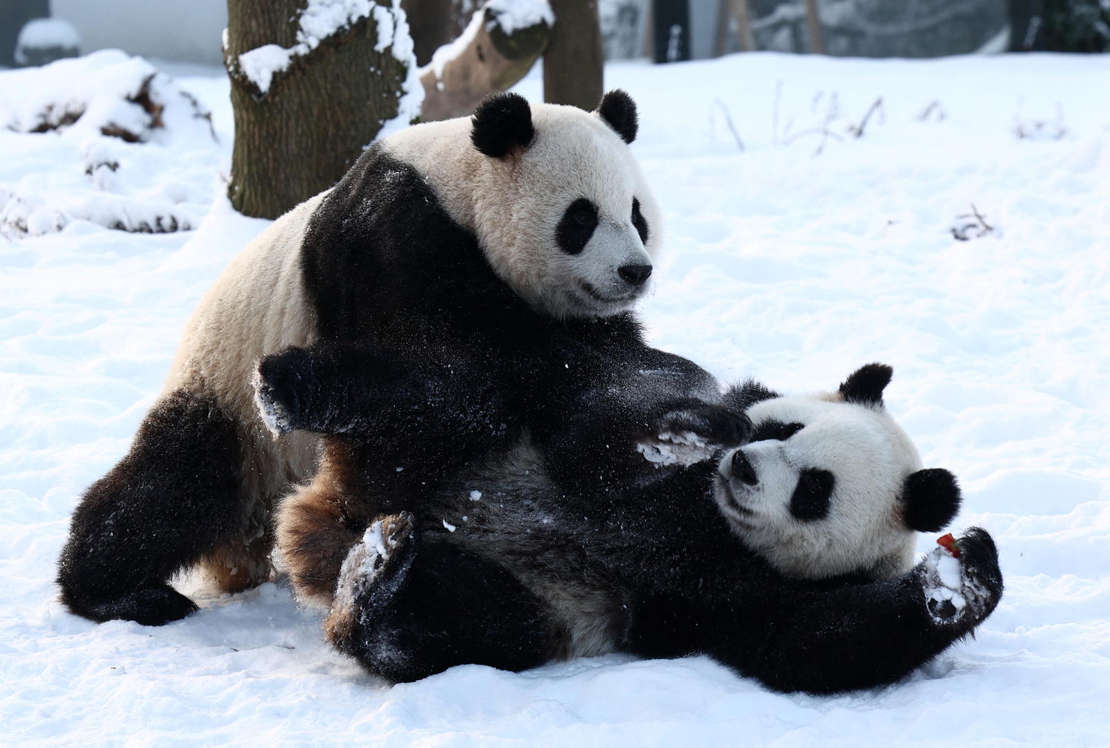 国家林草局：对健康问题较严重的旅外大熊猫，中方技术团组长期驻守