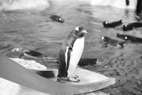 白眉企鹅在珠海“四代同堂”