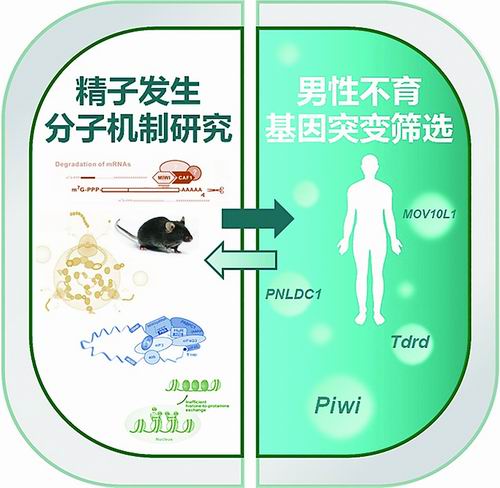 研究示意图。