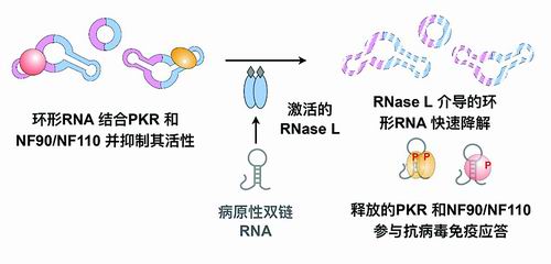 环形RNA结合PKR并抑制其活性。