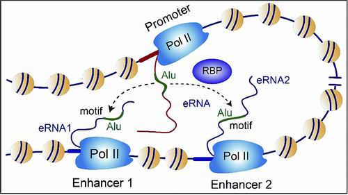 Alu序列介导增强子-启动子RNA配对和转录激活示意图。