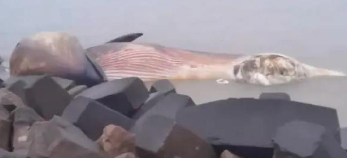 汕头市农业农村局回应有鲸搁浅：已经死亡，待涨潮后尝试将其尸体移走