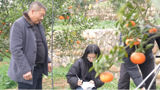 赵泽如带着科技小院学生张丽君（中）、李栋（右）在田间研究。 赵烨 | 摄