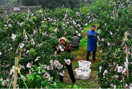 70%的丹棱人收入来自种植柑橘，图为丰收季，家家户户在果园采摘。何浩 | 摄