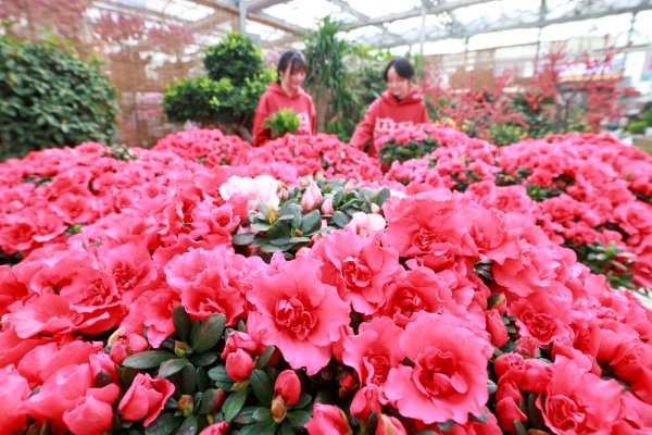 2024年2月8日，市民在河北省唐山市丰南区一处花卉市场选购鲜花。新华社发（李秀清 摄）