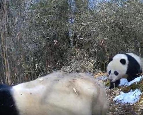 ▲熊猫宝宝紧紧跟着熊猫妈妈