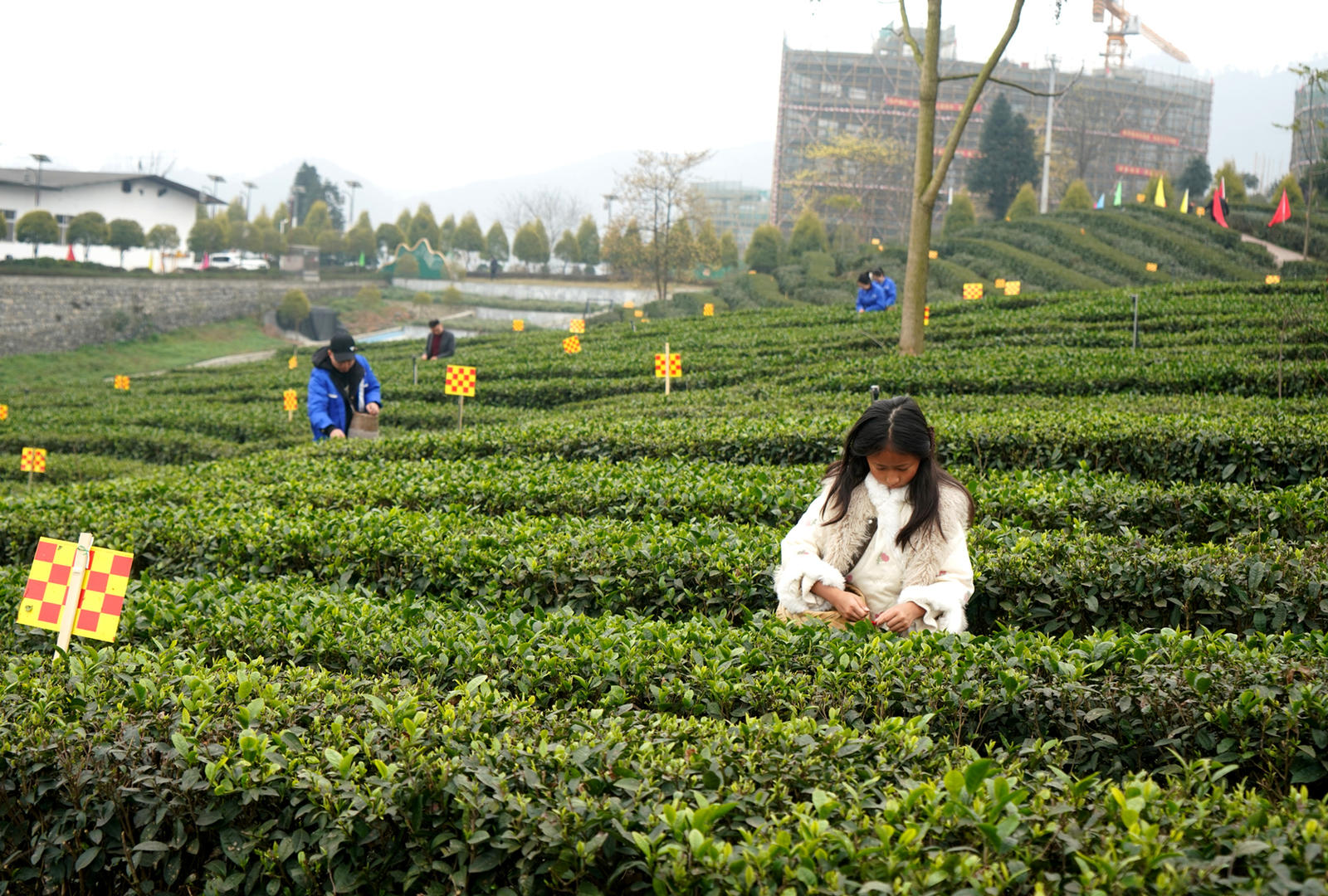 筠连红茶开采了！当地茶园面积达30万亩，系四川最大红茶产地