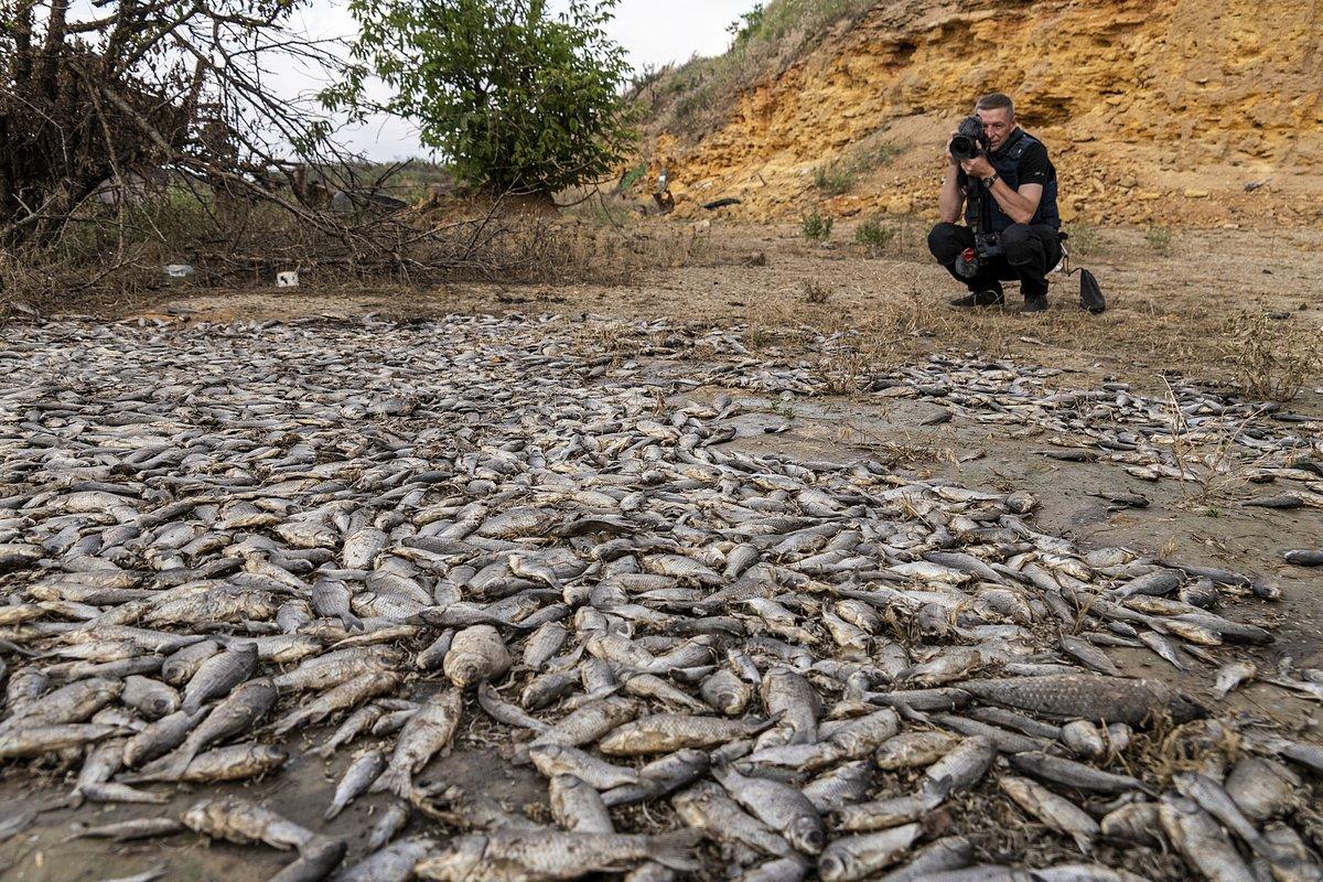 ▲干涸的水库导致大量生物死亡