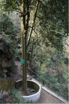 “叙州之巅”天宫山拥有近100株野生古茶树！四川最大规模高山茶园开采