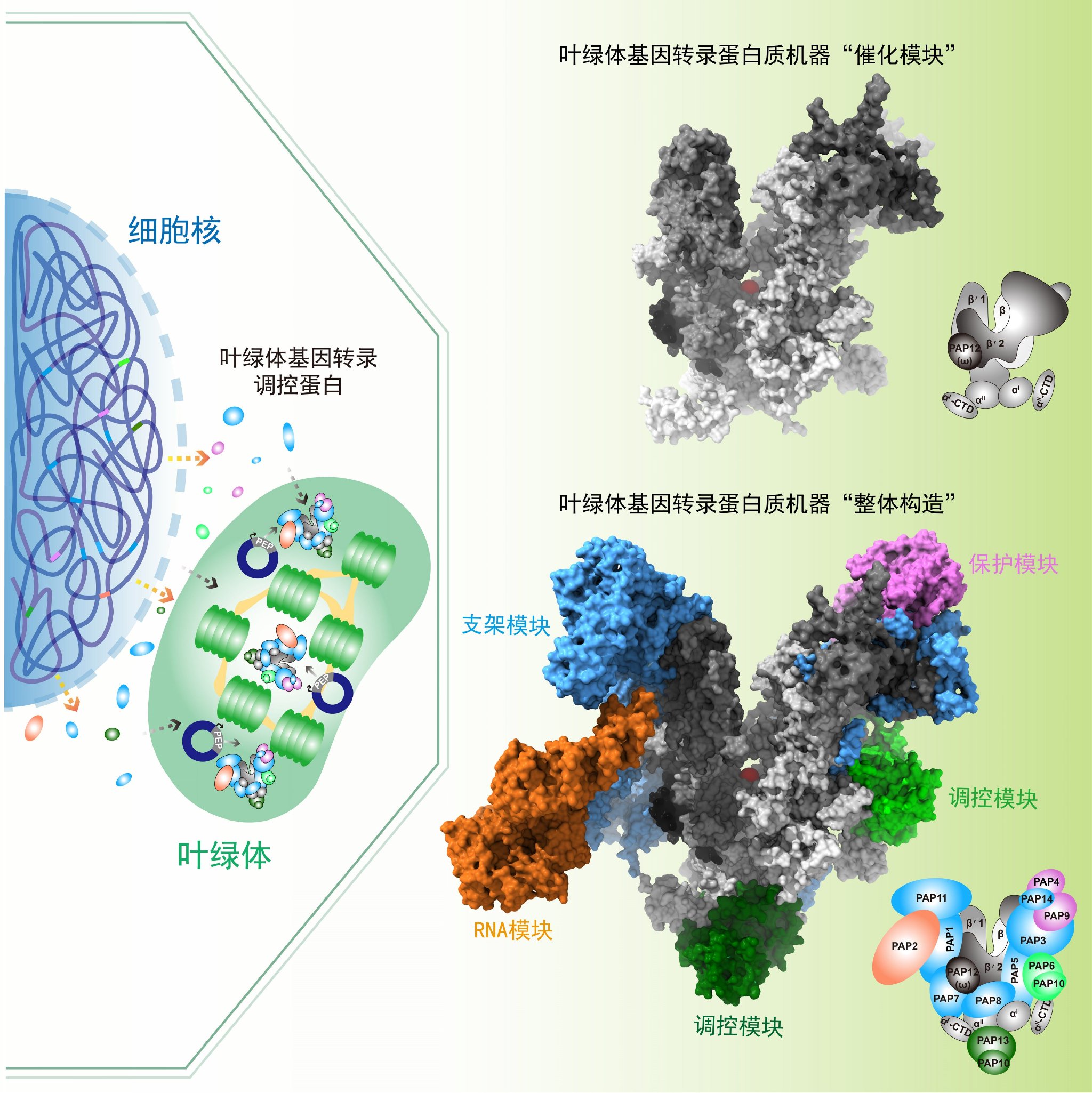 叶绿体基因转录蛋白质机器构造。