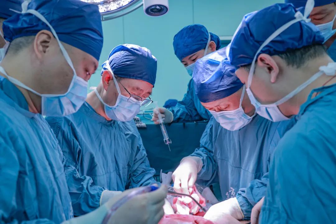 多基因编辑猪全肝移植到脑死亡患者体内手术成功