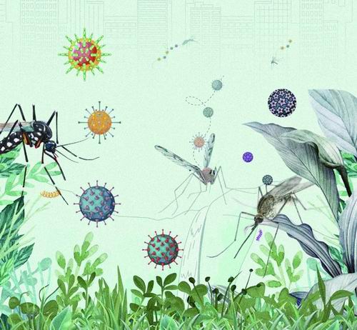 新研究揭秘全国范围内蚊虫病毒组特征