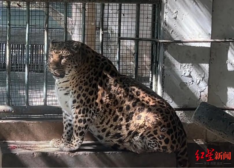 网红“豹警官”住进一室一厅的大房子，半个月吸引20万人次打卡动物园