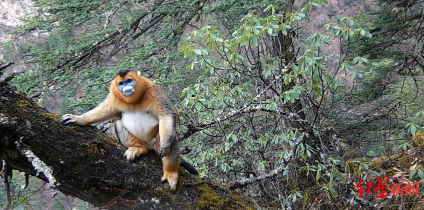 金猴巡山！四姑娘山首次拍到川金丝猴活动影像，系国家一级保护动物