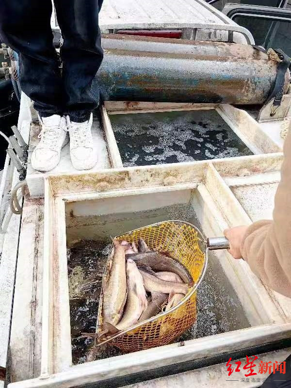 ▲警方查获非法捕捞的圆口铜鱼
