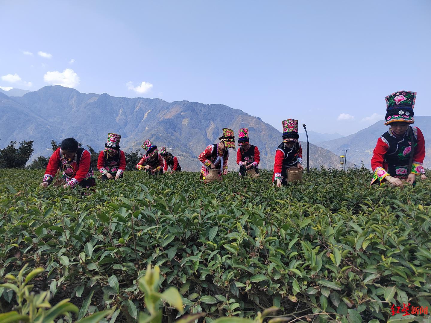 浙川茶产业融合发展大会举行：北川茶企与11家企业签约，签约金额7010万元