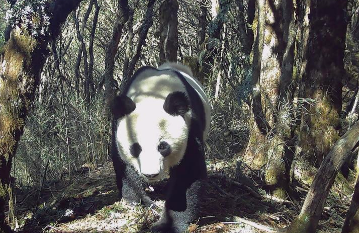 穿梭林间，悠闲觅食！四川甘洛马鞍山自然保护区今年多次拍到野生大熊猫