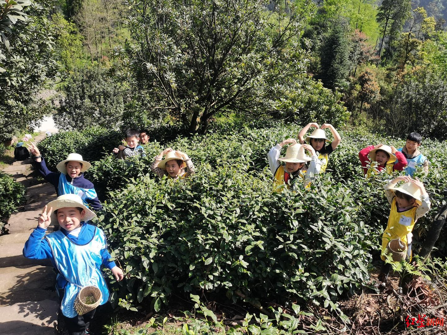 ▲雅安碧峰村的民宿采茶活动